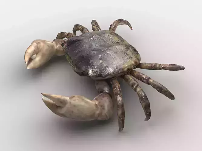 Hemigrapsus sanguineus Crab