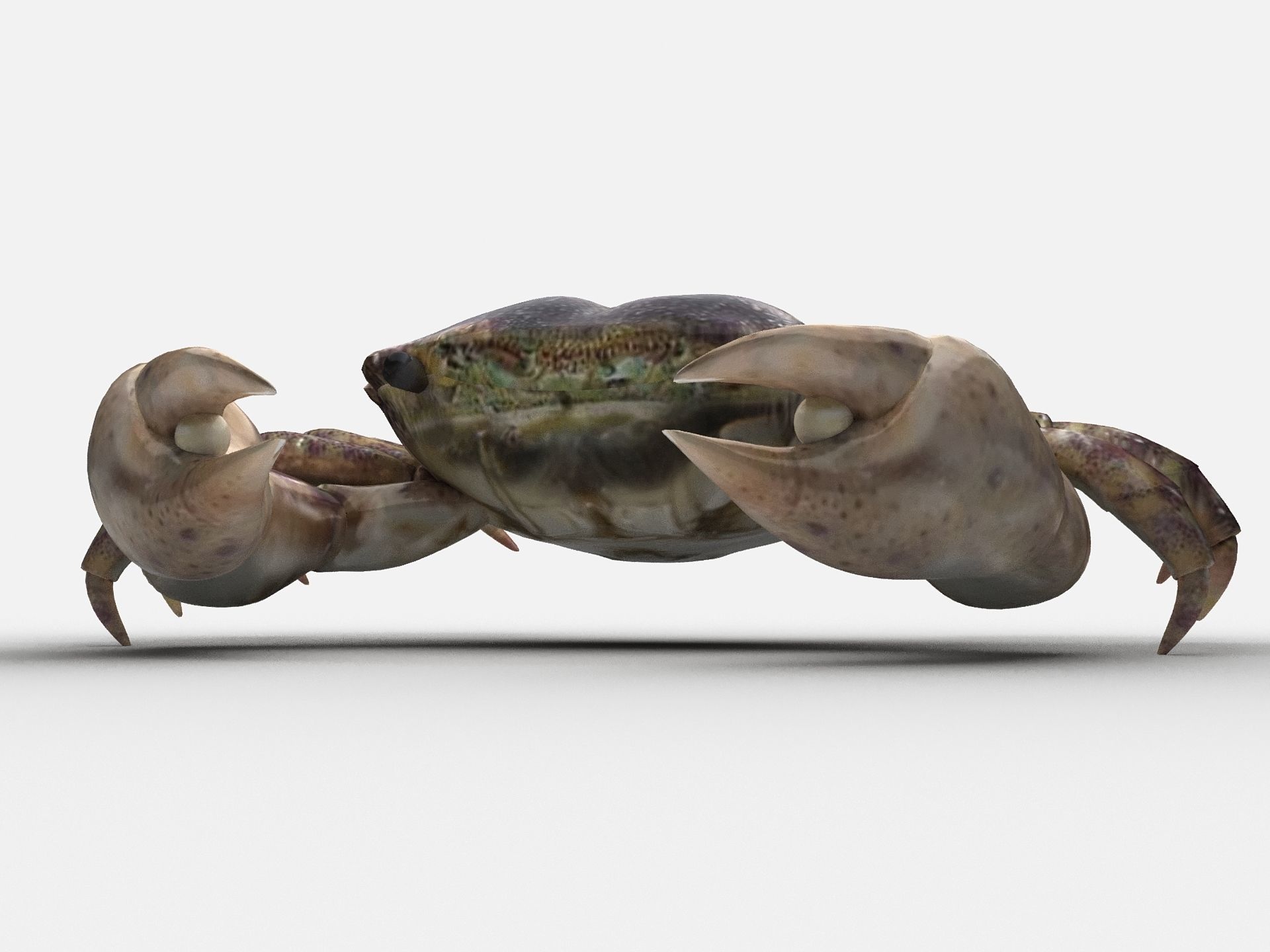Hemigrapsus sanguineus Crab Low-poly 3D model_5