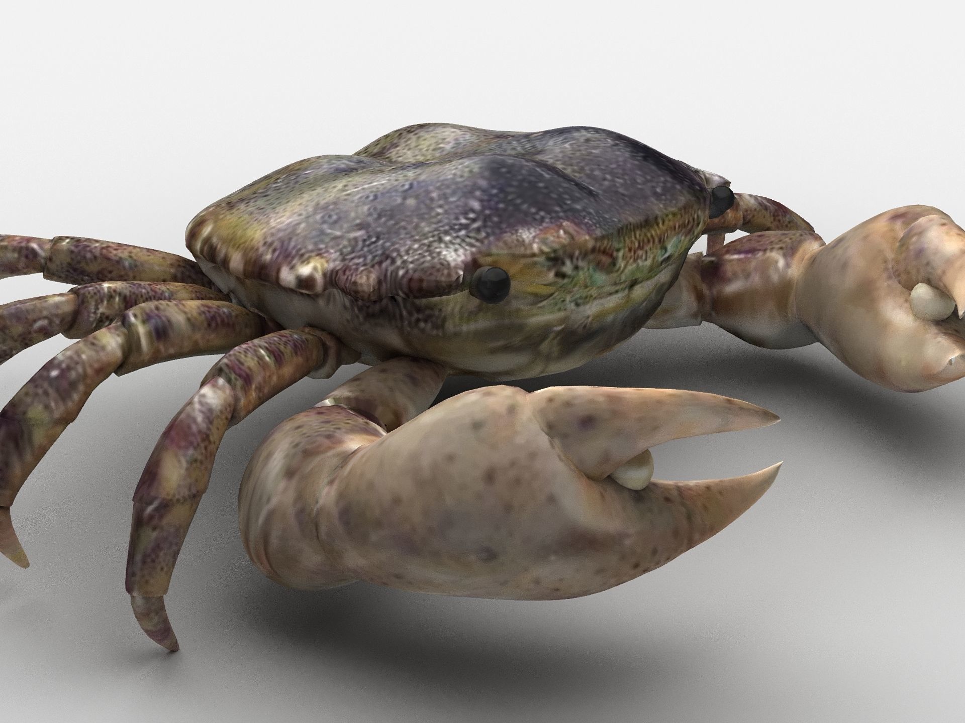 Hemigrapsus sanguineus Crab Low-poly 3D model_2