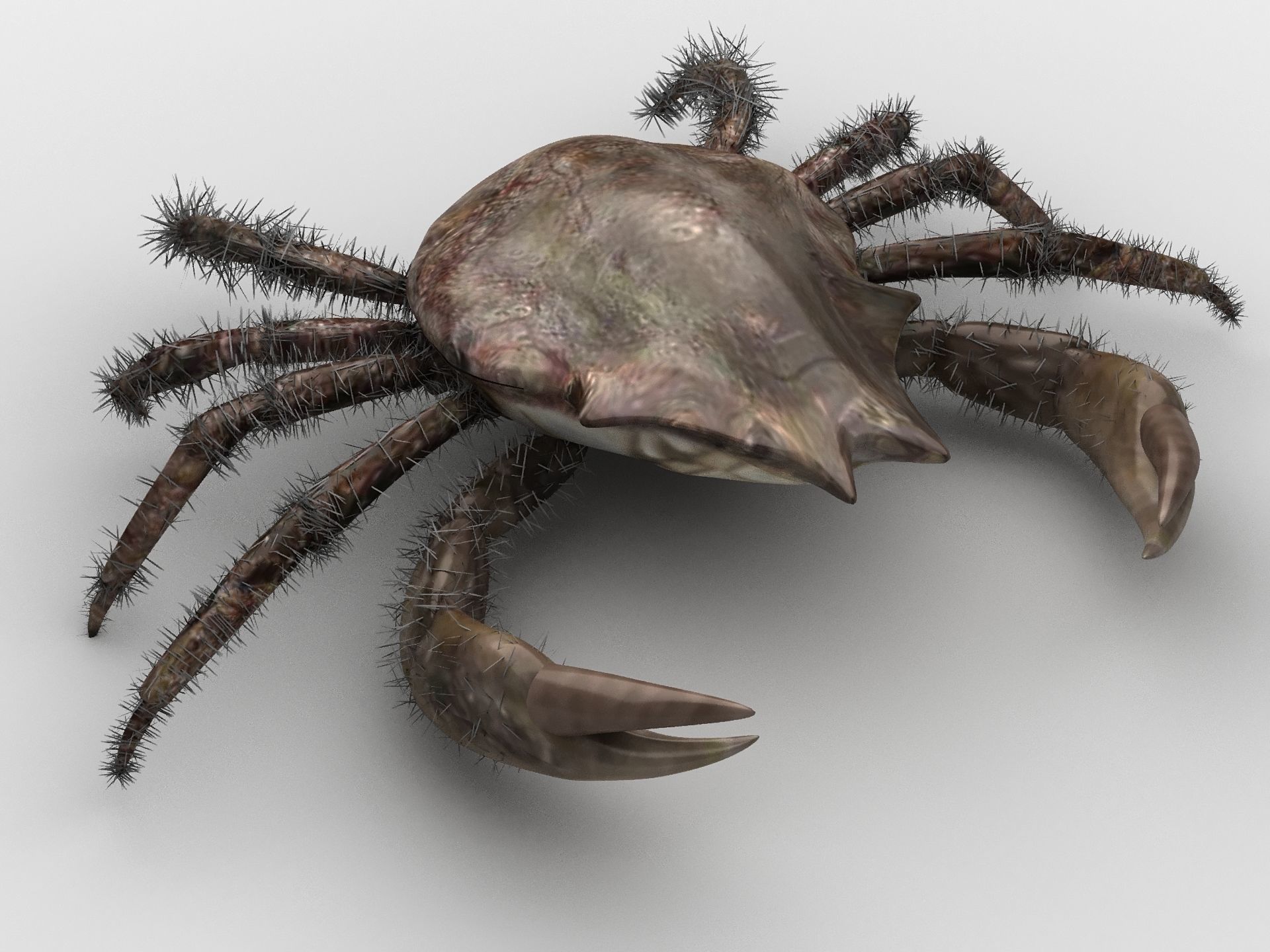 DECAPODA Crab Low-poly 3D model_9