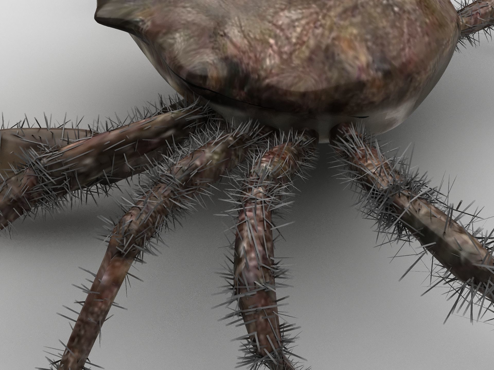 DECAPODA Crab Low-poly 3D model_6