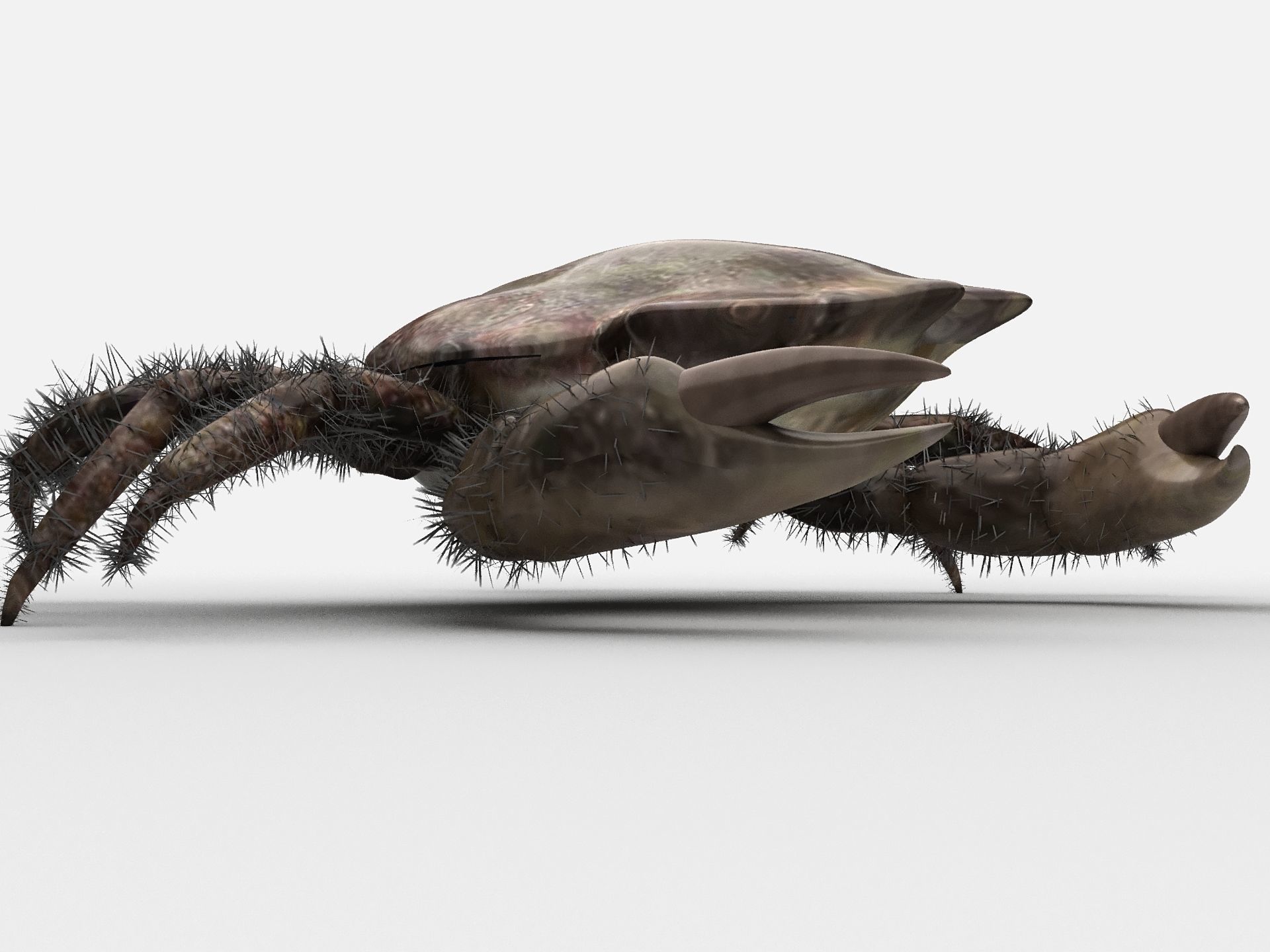 DECAPODA Crab Low-poly 3D model_8