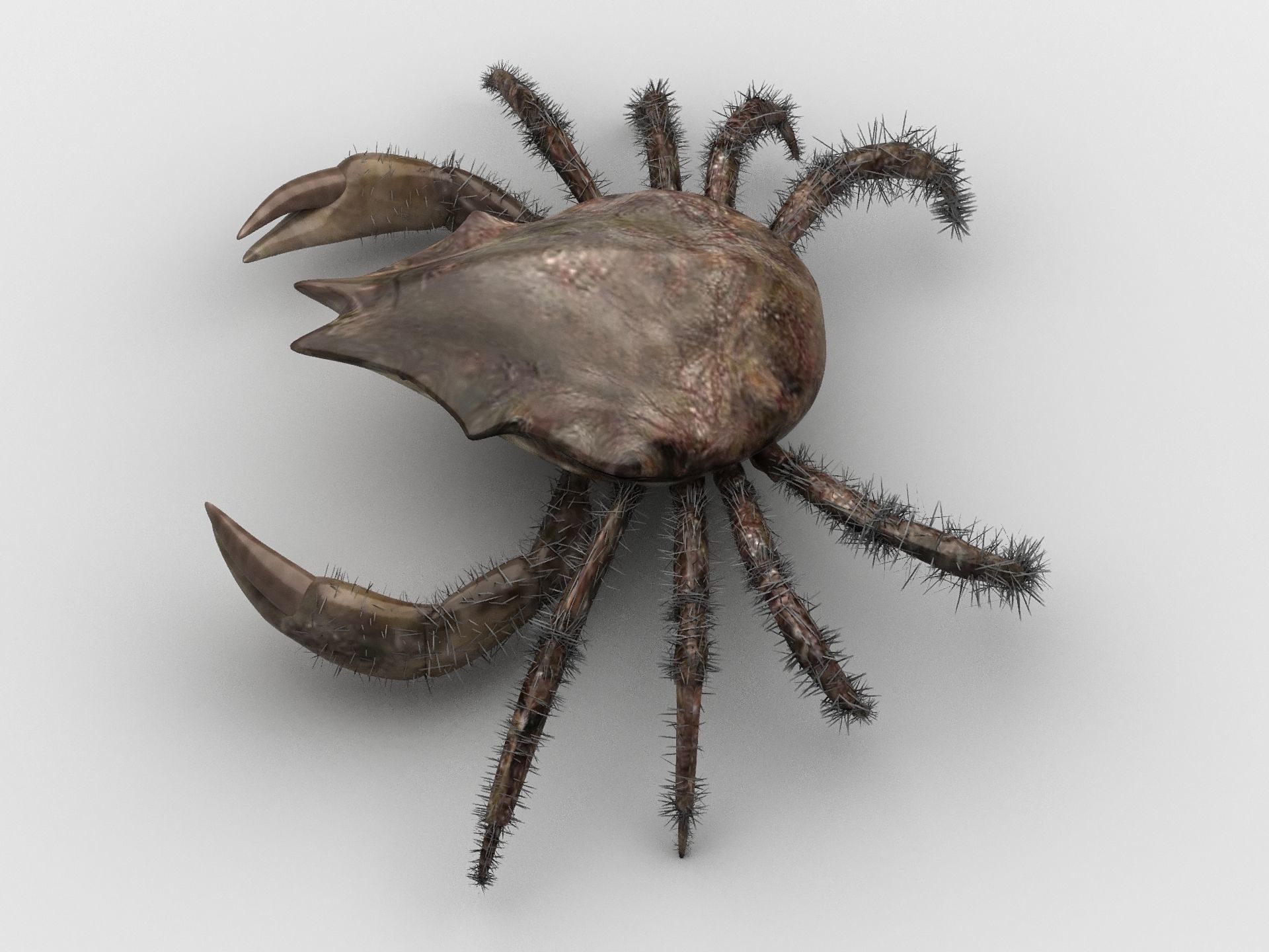 DECAPODA Crab Low-poly 3D model_5