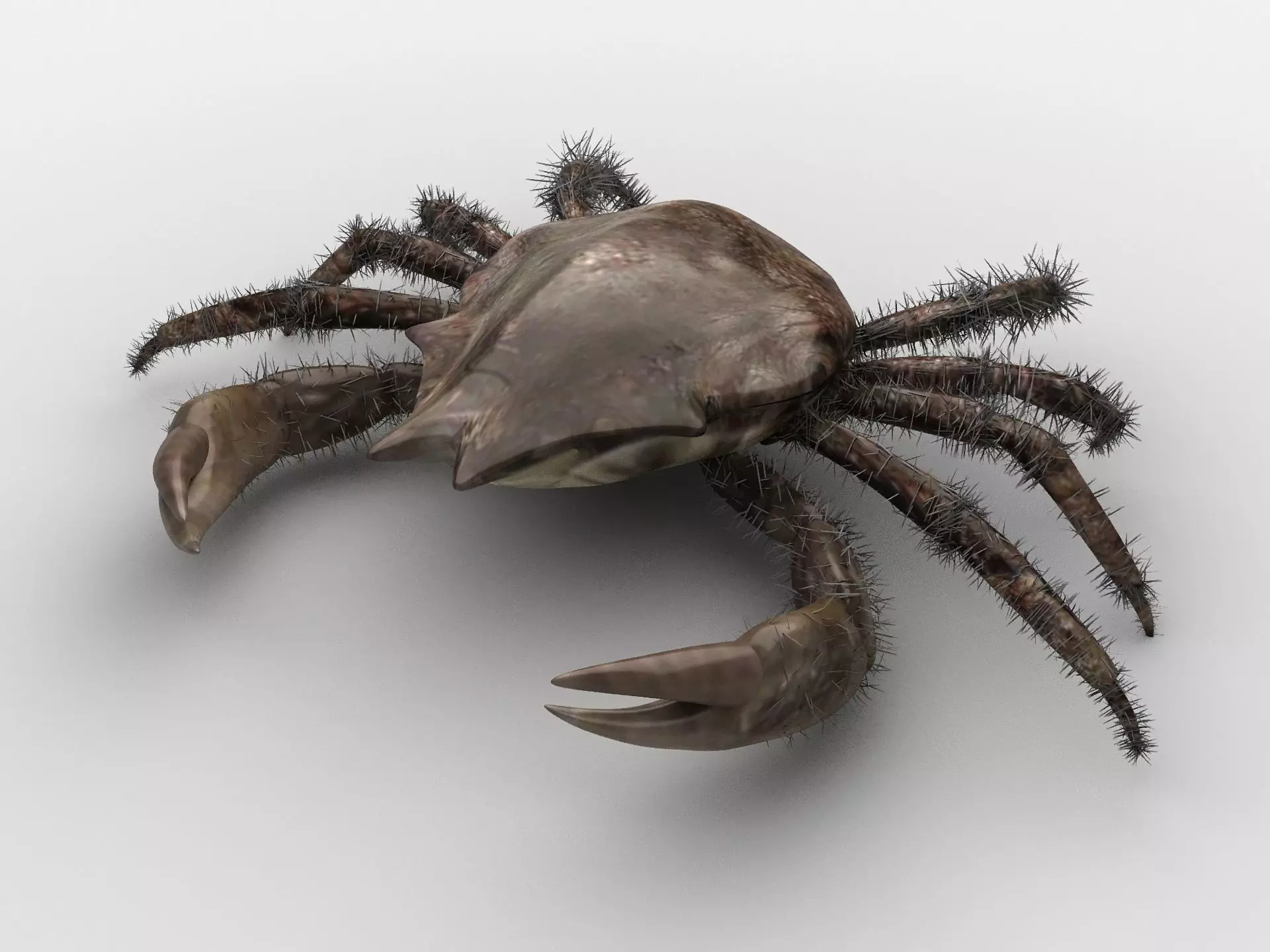 DECAPODA Crab Low-poly 3D model_0
