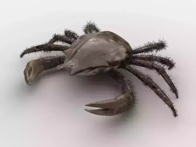 DECAPODA Crab Low-poly 3D model