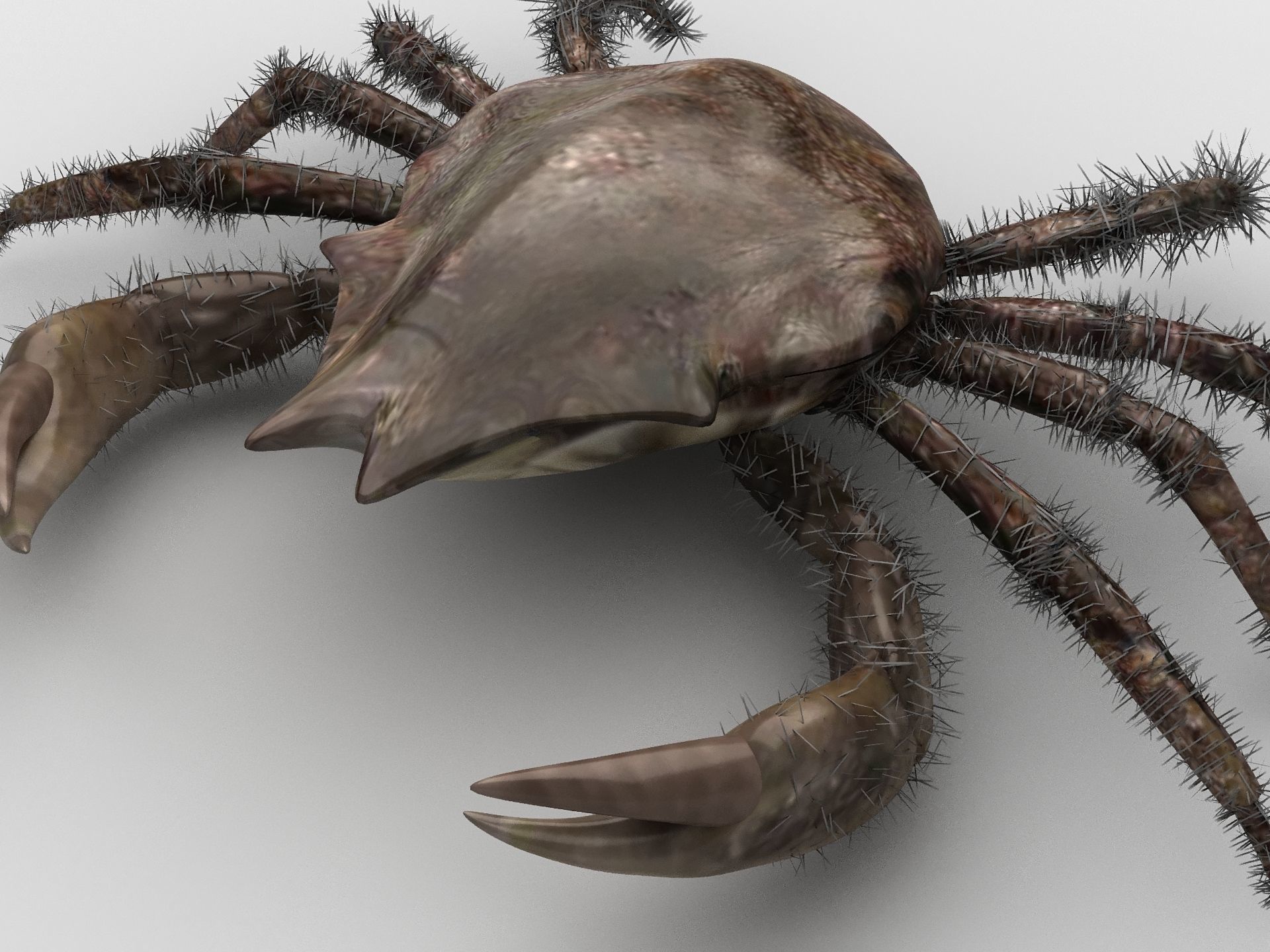 DECAPODA Crab Low-poly 3D model_7