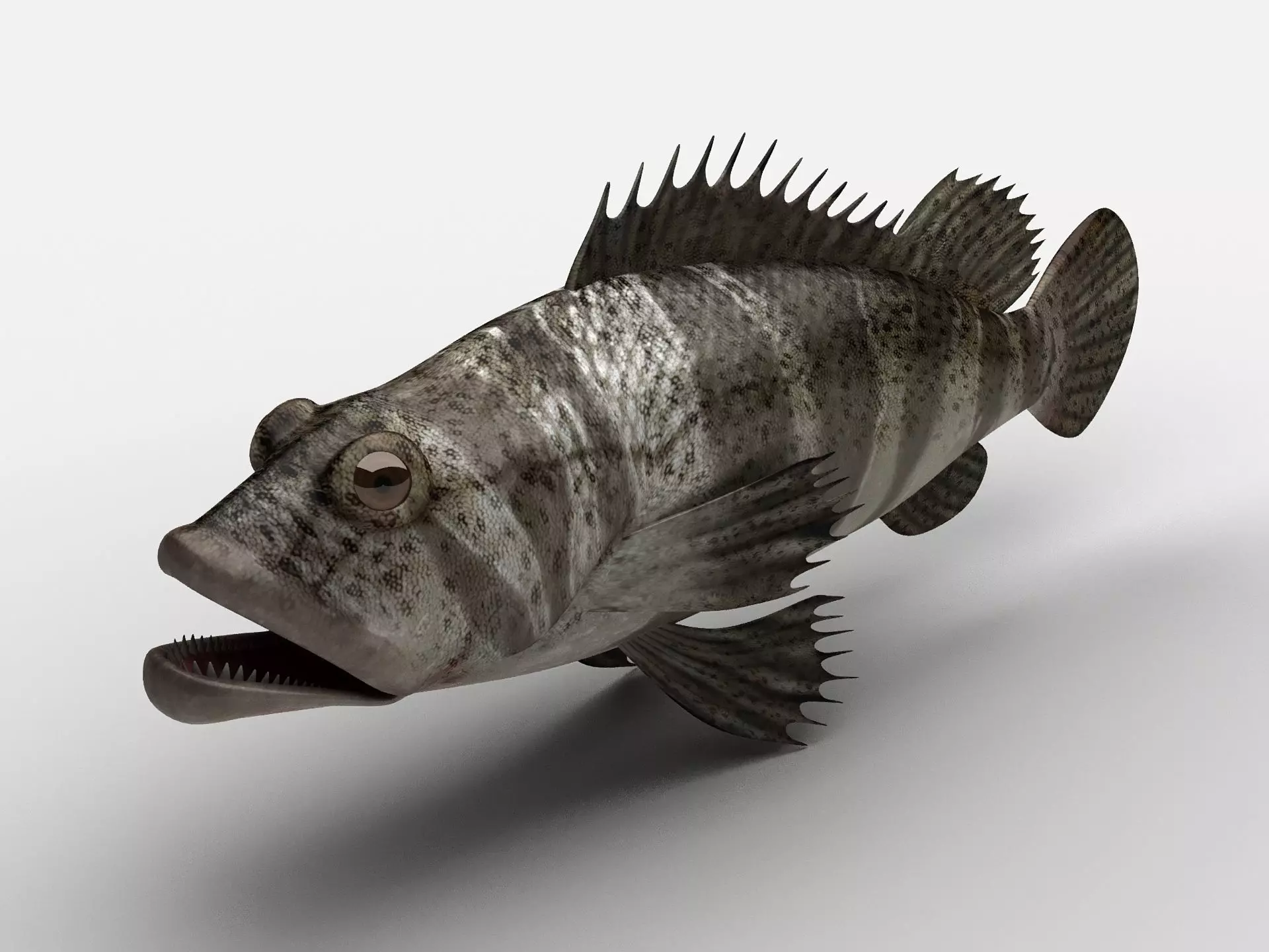 Grouper Epinephelussp Rockfish Low-poly 3D model_0