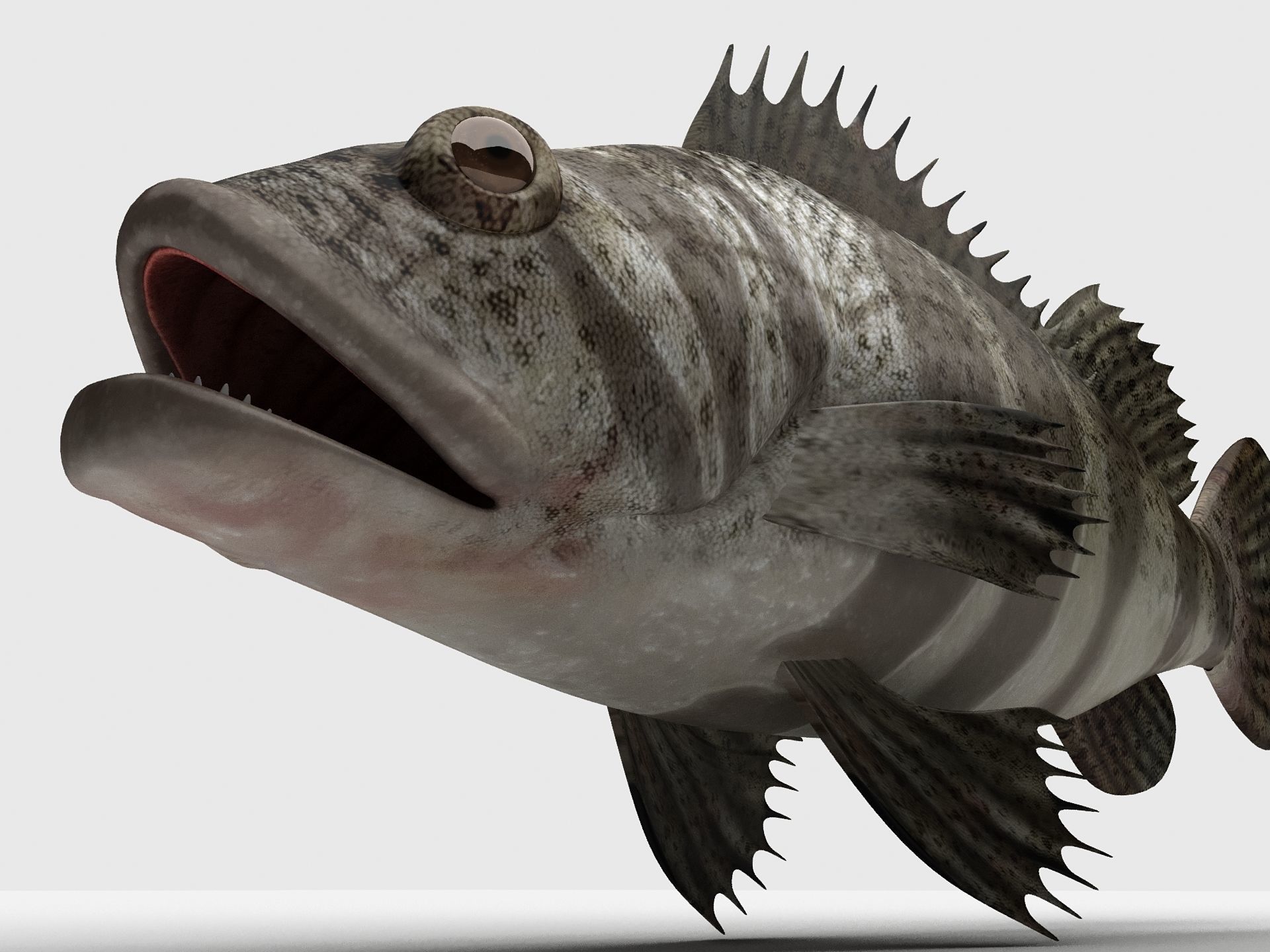 Grouper Epinephelussp Rockfish Low-poly 3D model_12