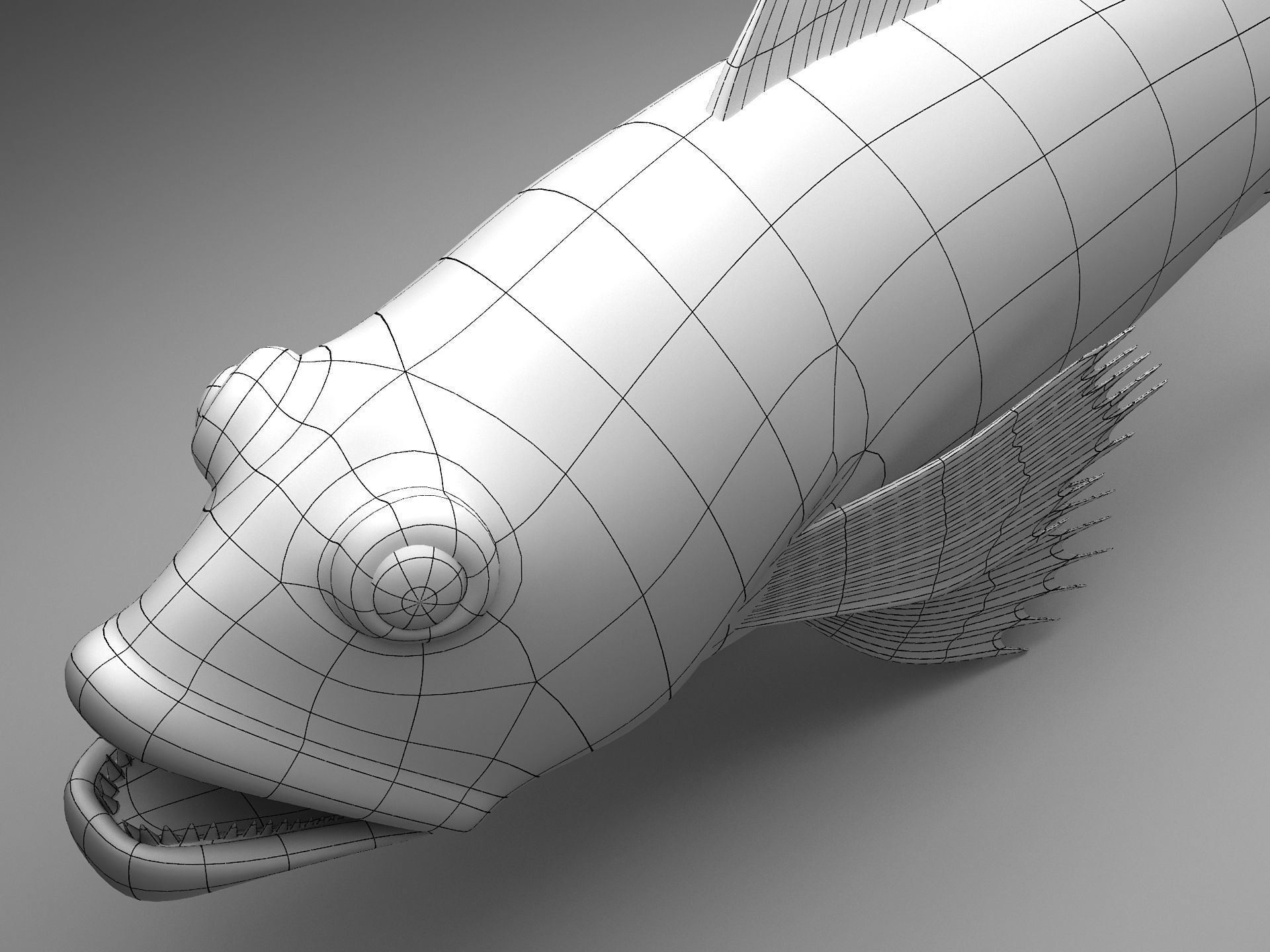 Grouper Epinephelussp Rockfish Low-poly 3D model_8