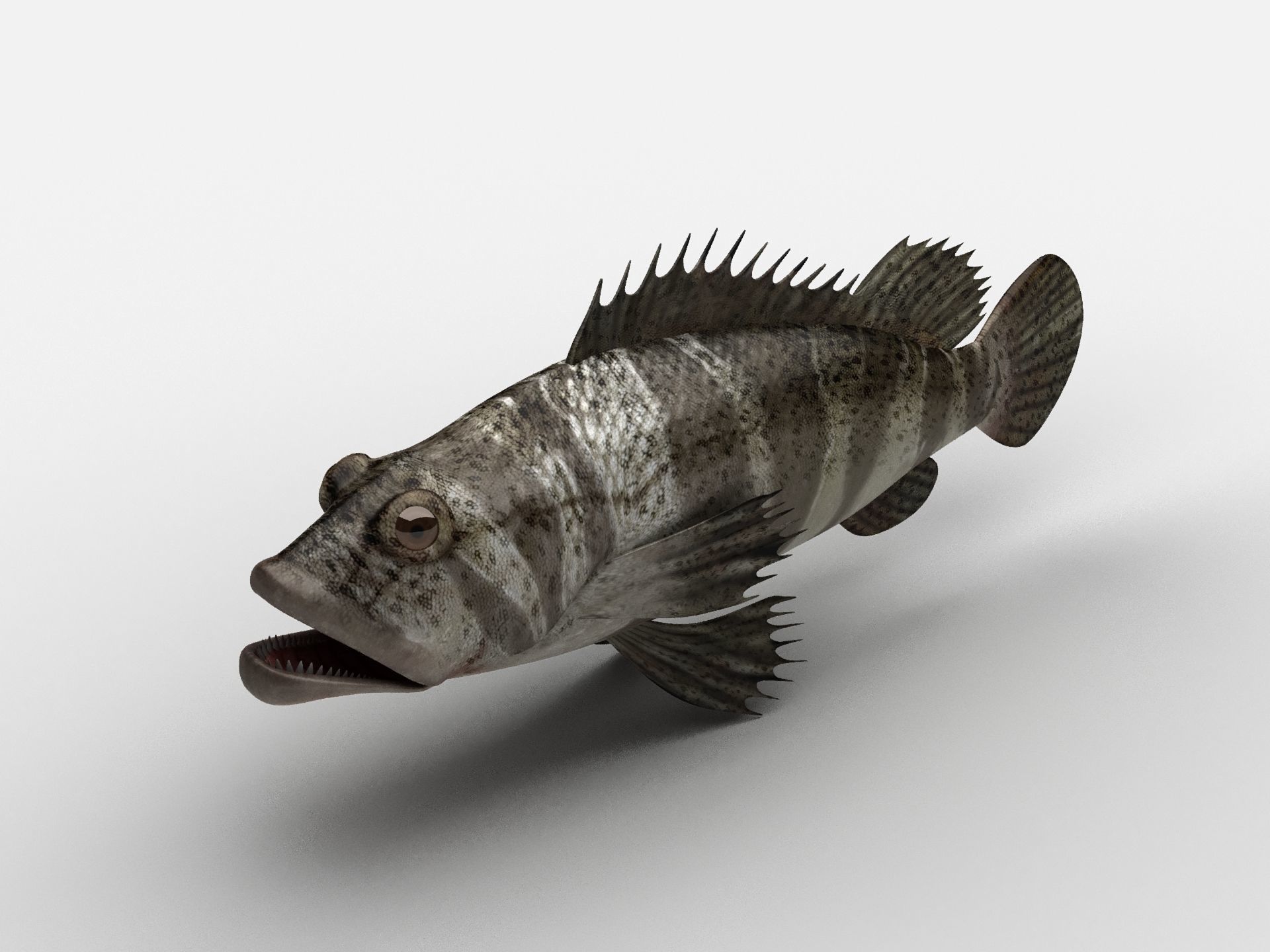 Grouper Epinephelussp Rockfish Low-poly 3D model_3