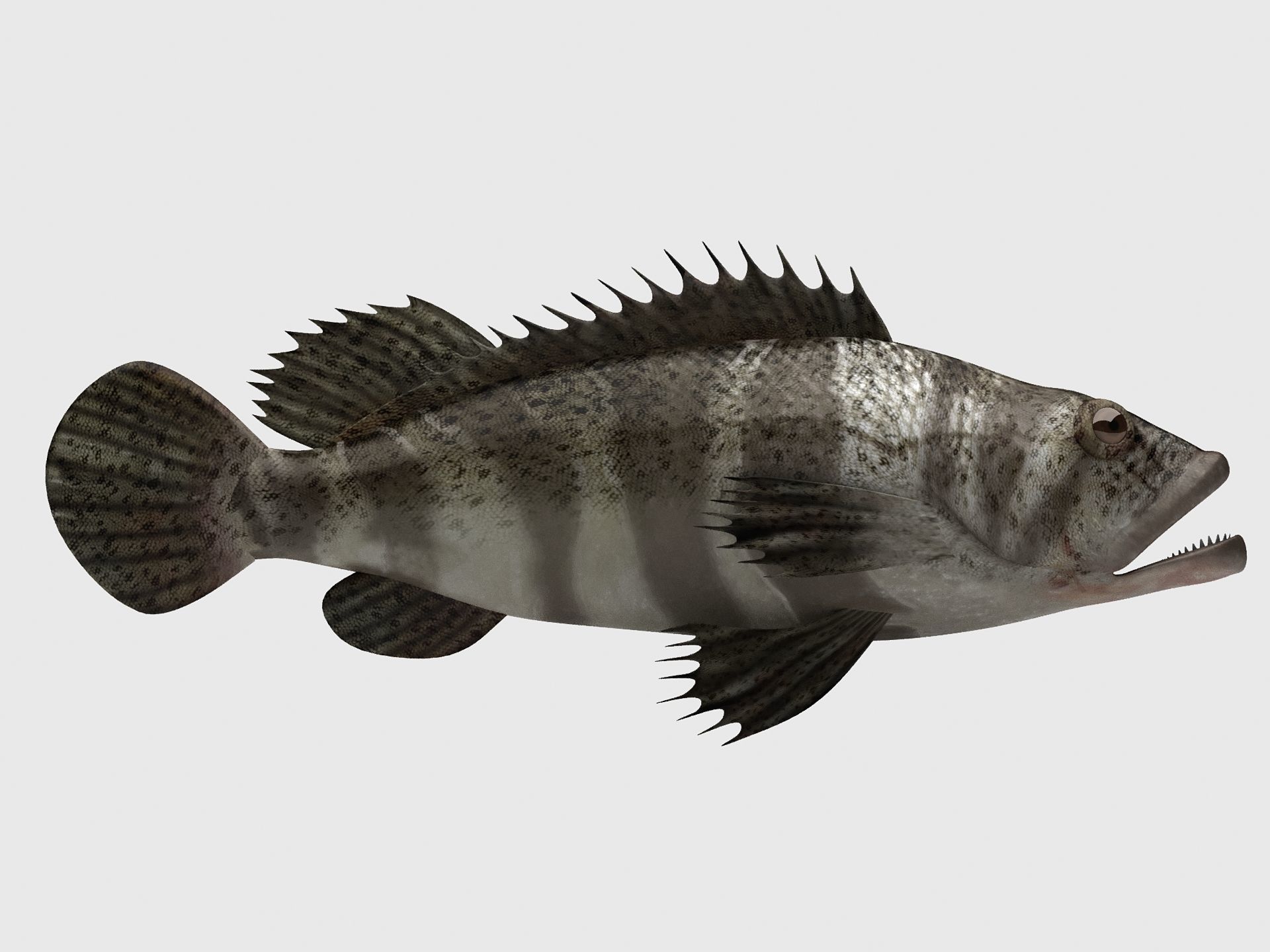 Grouper Epinephelussp Rockfish Low-poly 3D model_2