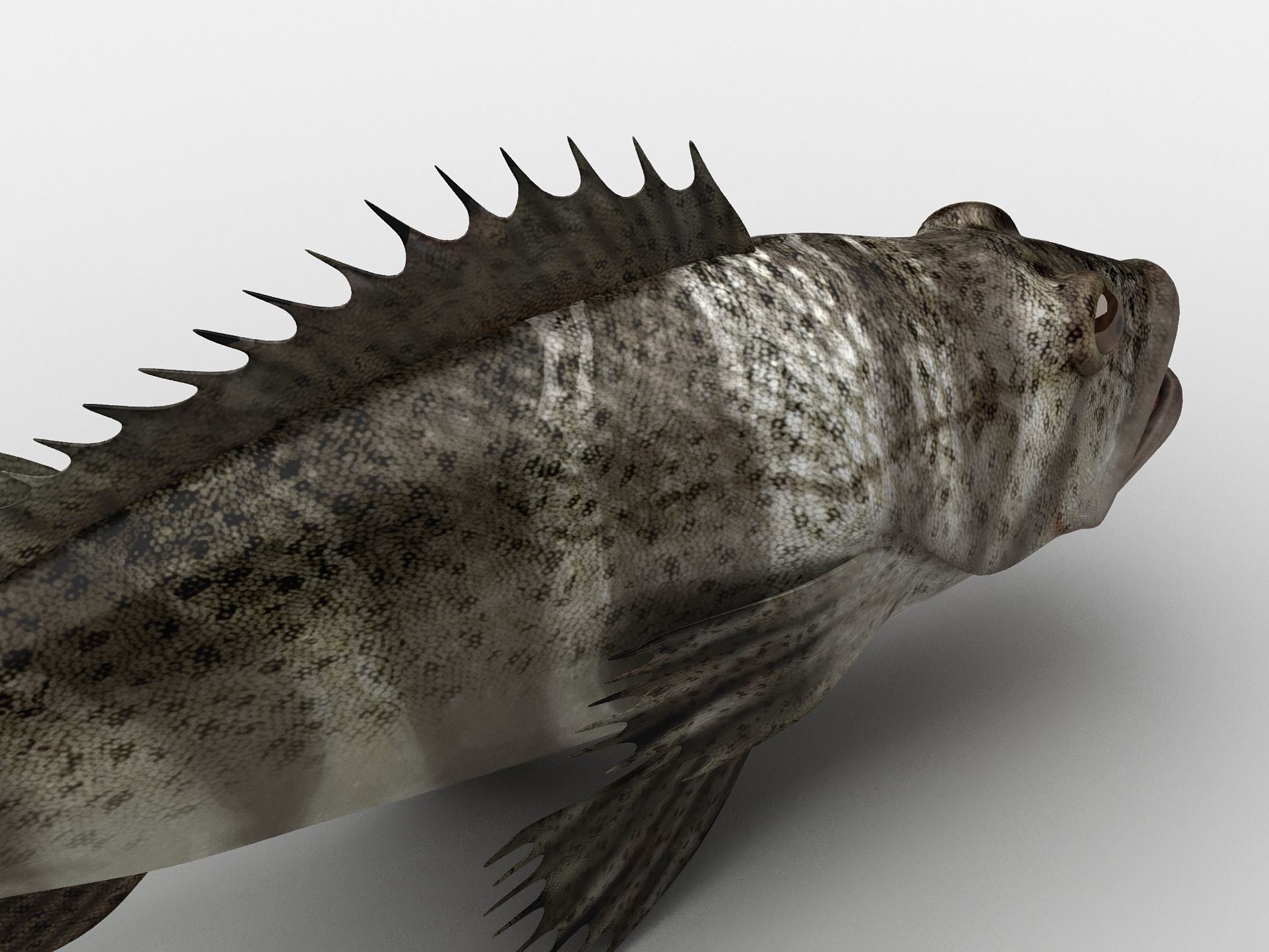 Grouper Epinephelussp Rockfish Low-poly 3D model_15