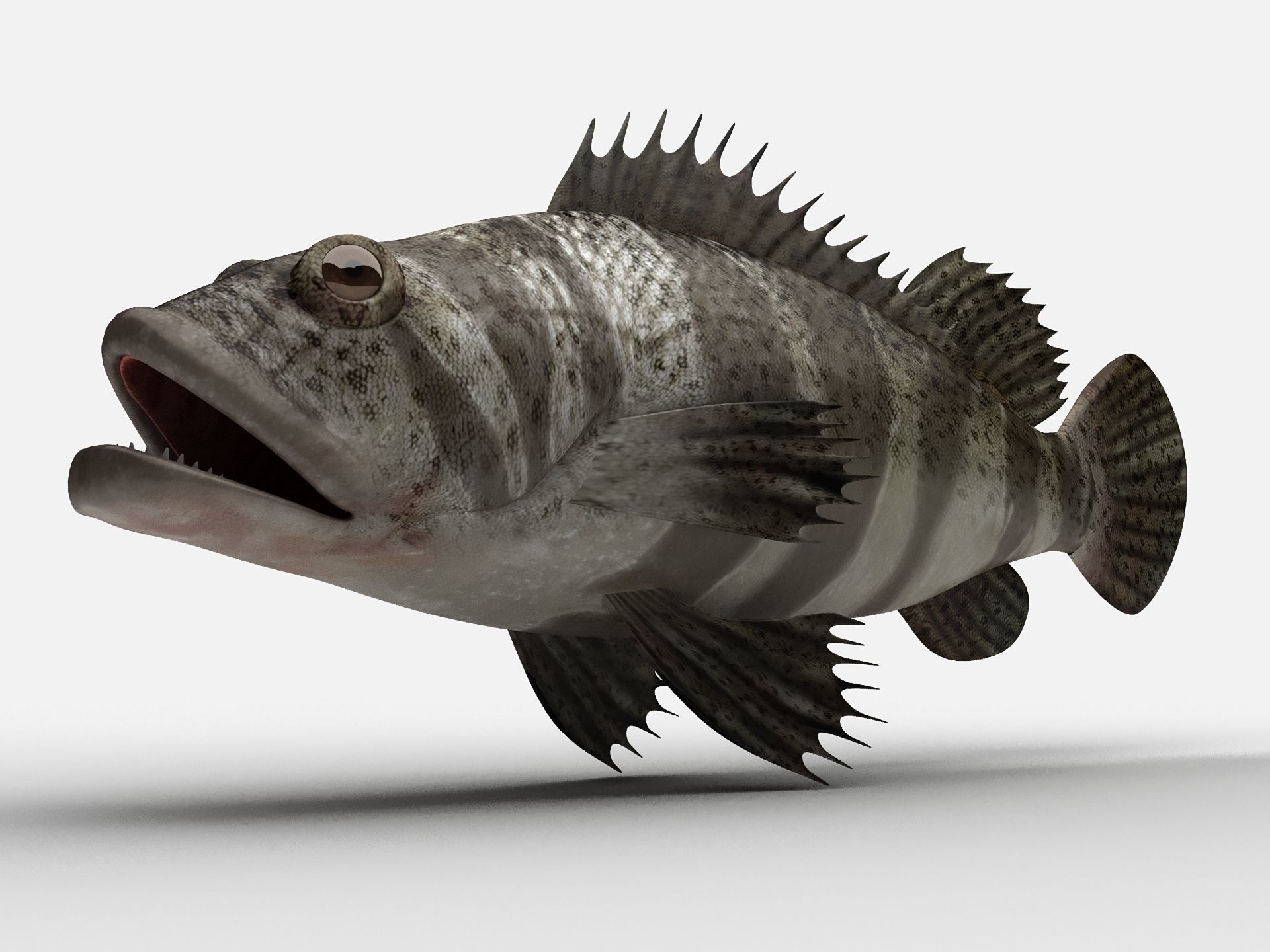 Grouper Epinephelussp Rockfish Low-poly 3D model_14