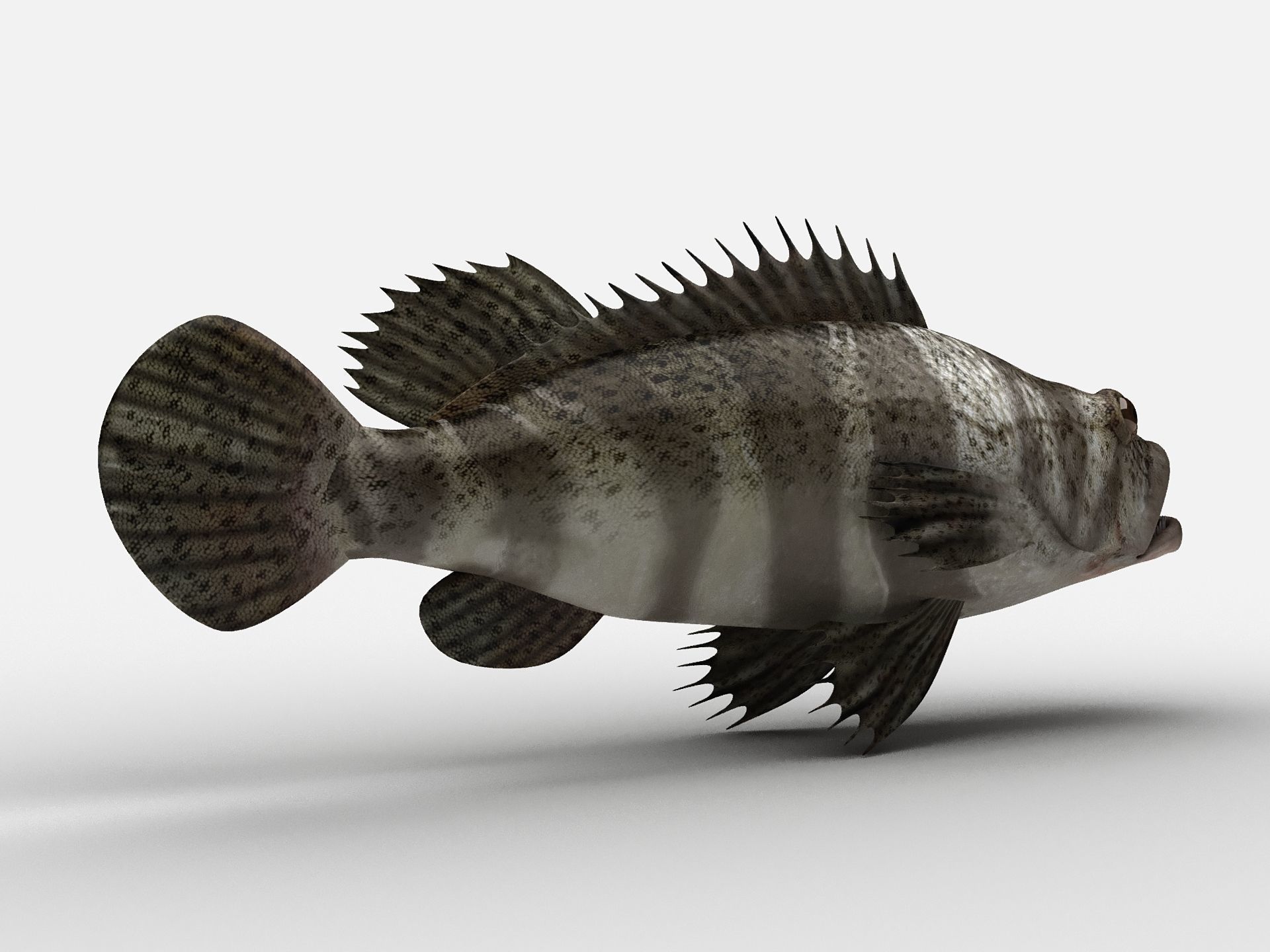Grouper Epinephelussp Rockfish Low-poly 3D model_10