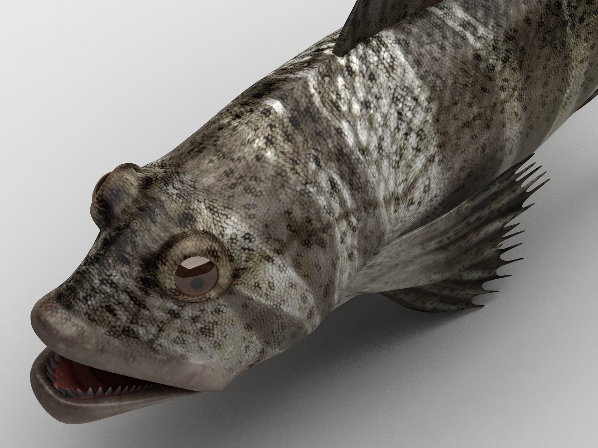 Grouper Epinephelussp Rockfish Low-poly 3D model_13