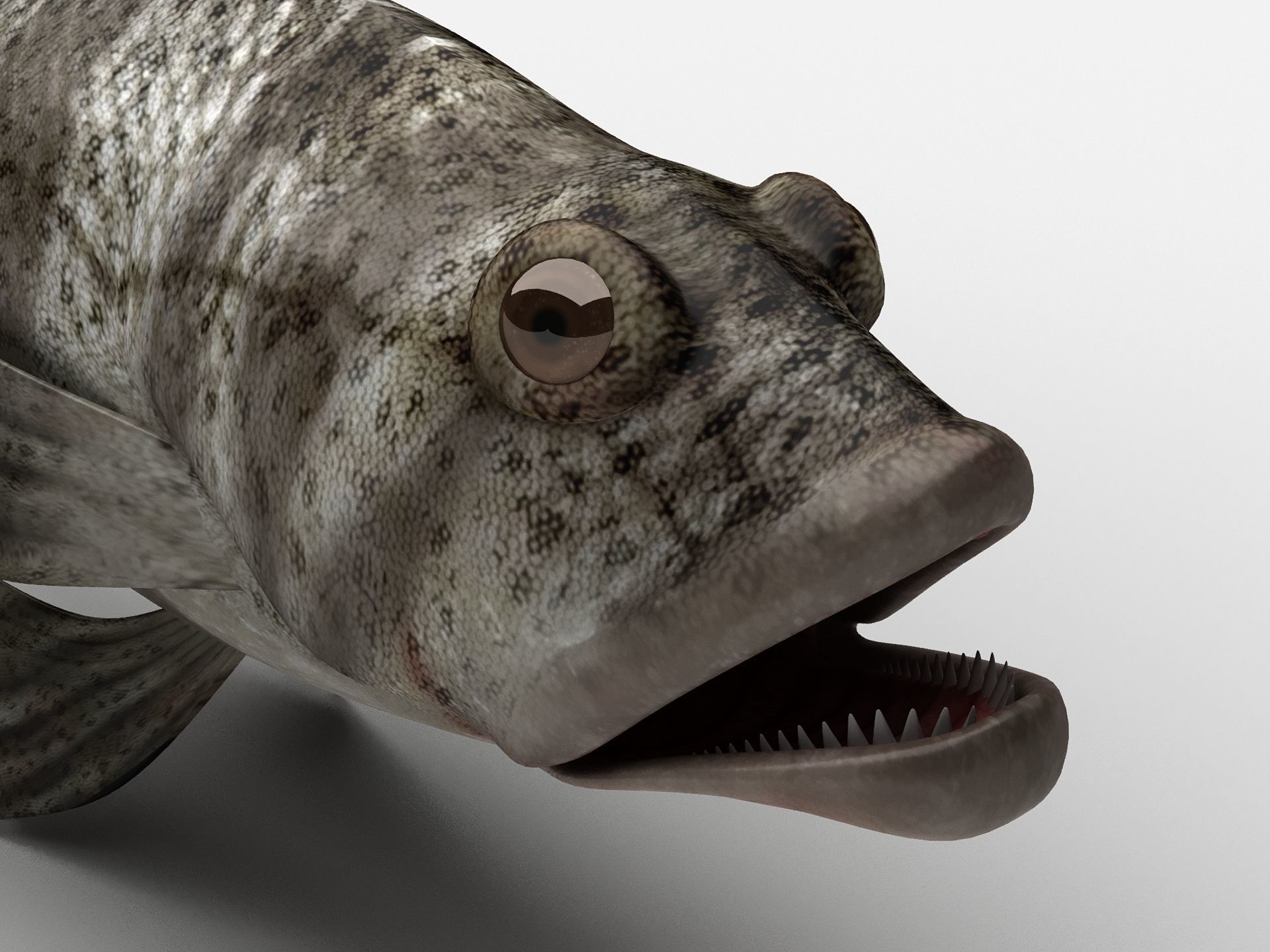 Grouper Epinephelussp Rockfish Low-poly 3D model_1