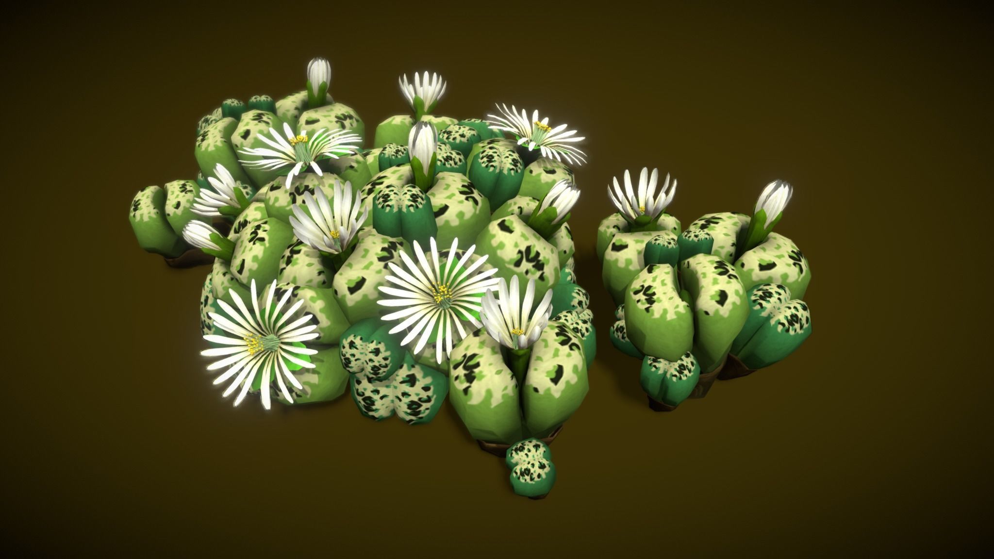 Flower Lithops 3D model_8