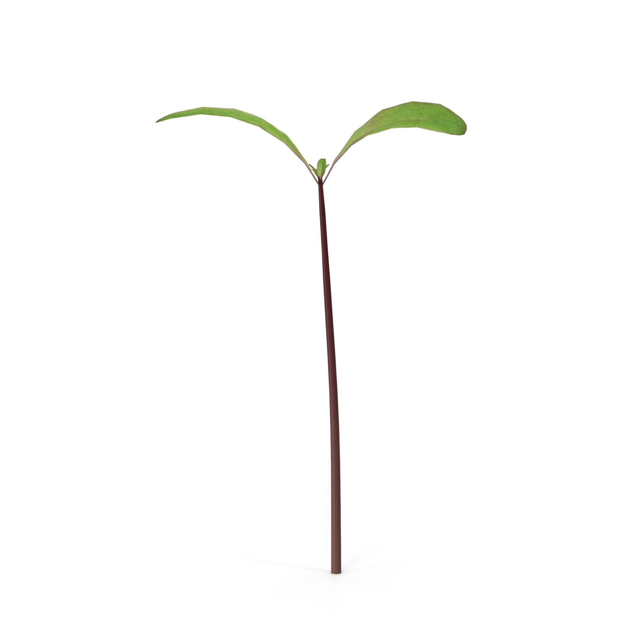 Beet bulls blood 3D model_9