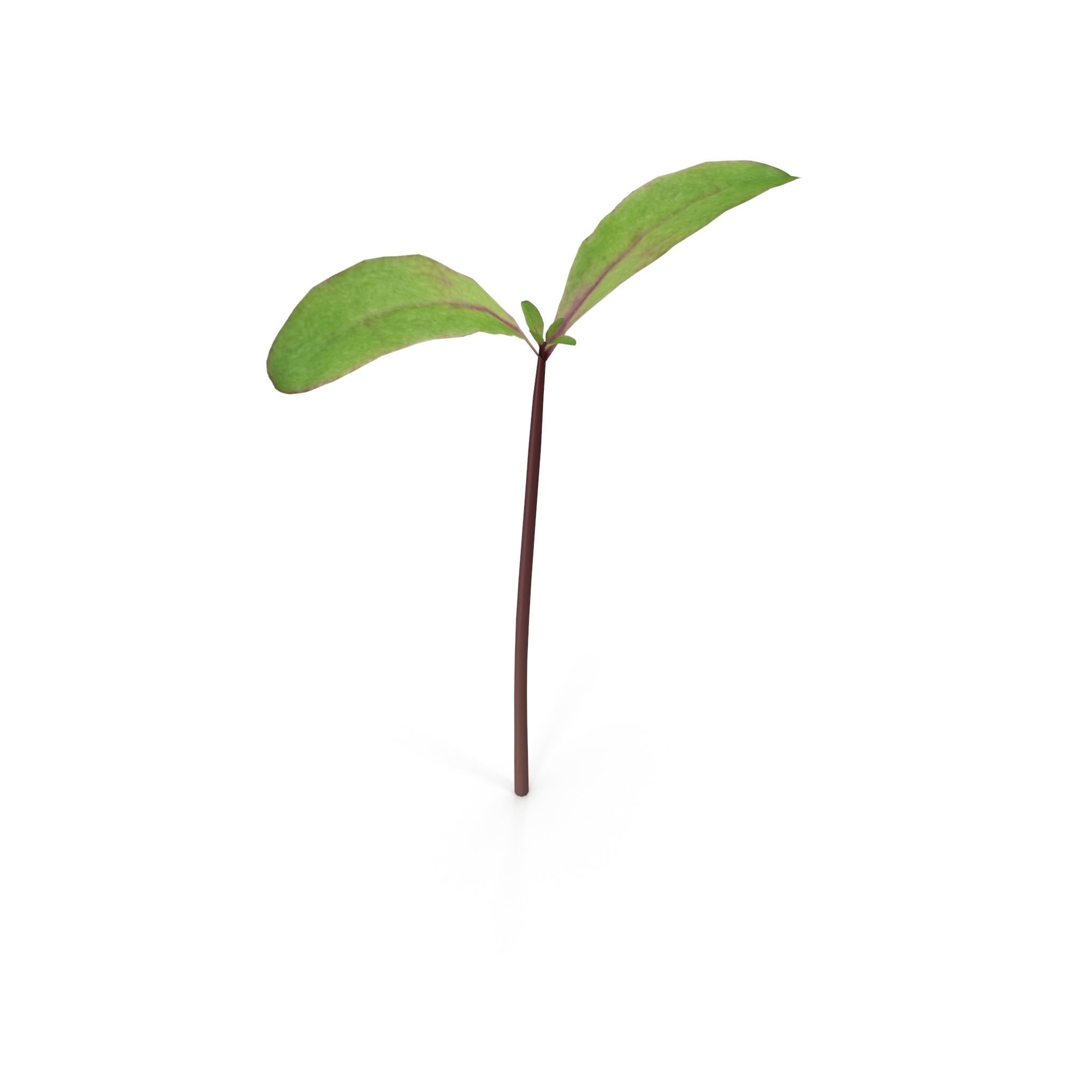 Beet bulls blood 3D model_5