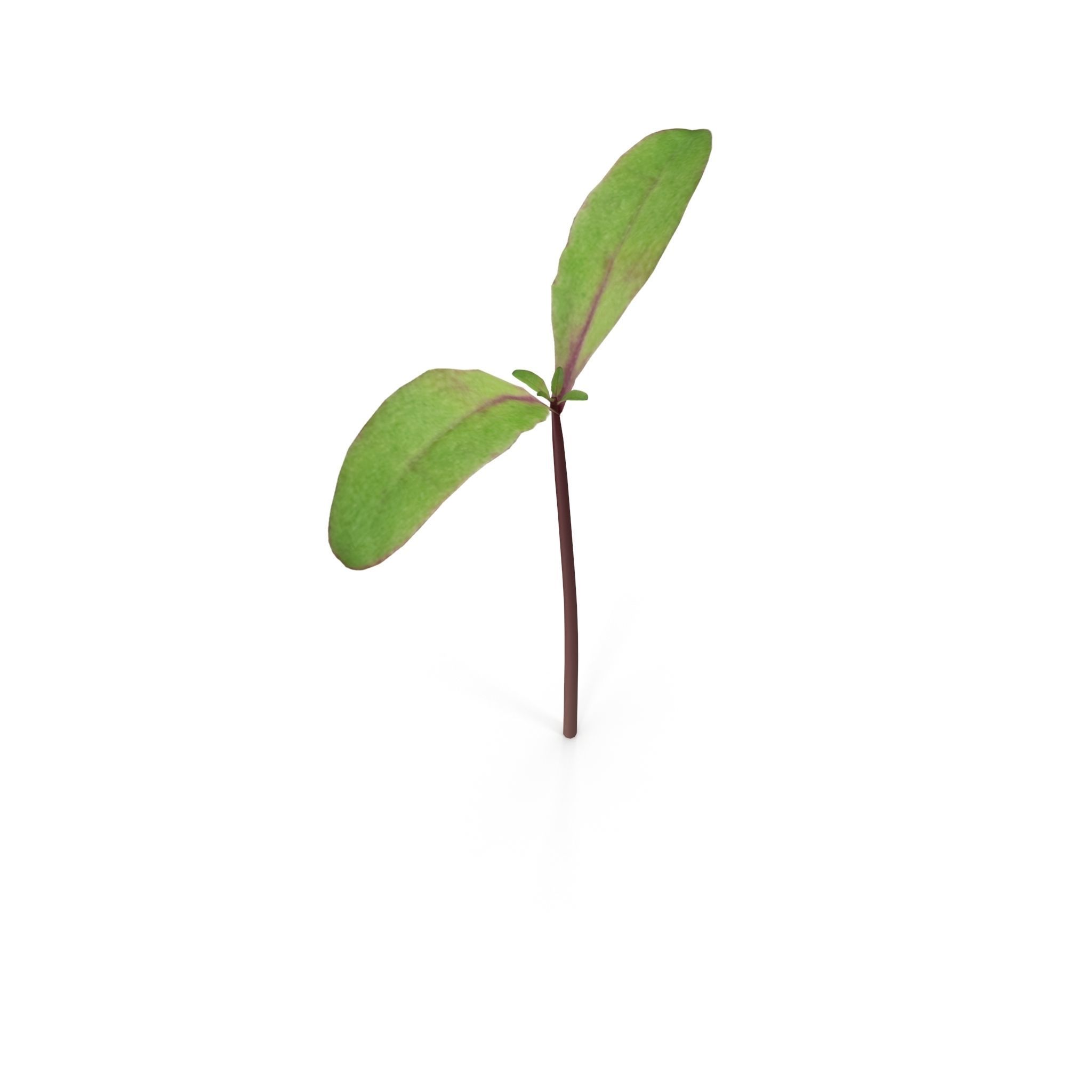 Beet bulls blood 3D model_4