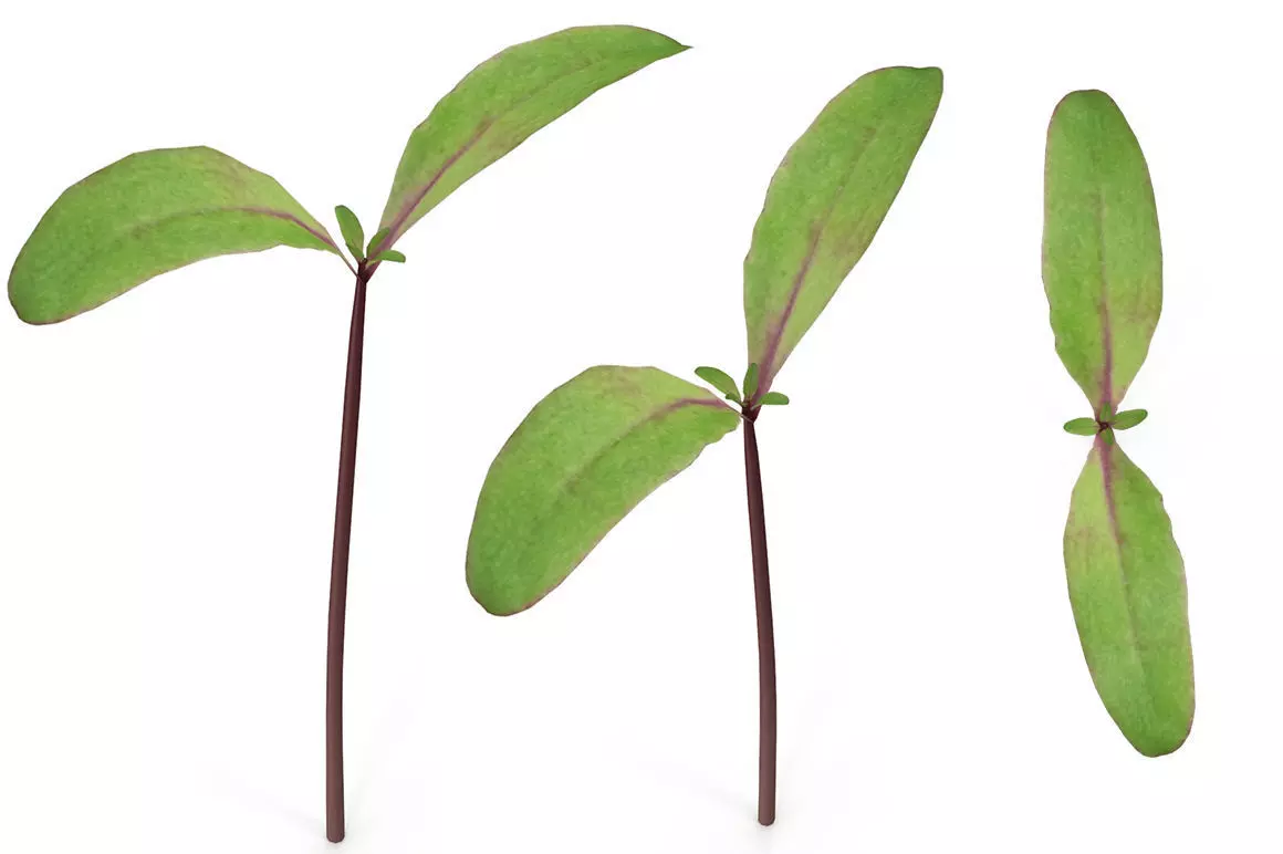 Beet bulls blood 3D model_0