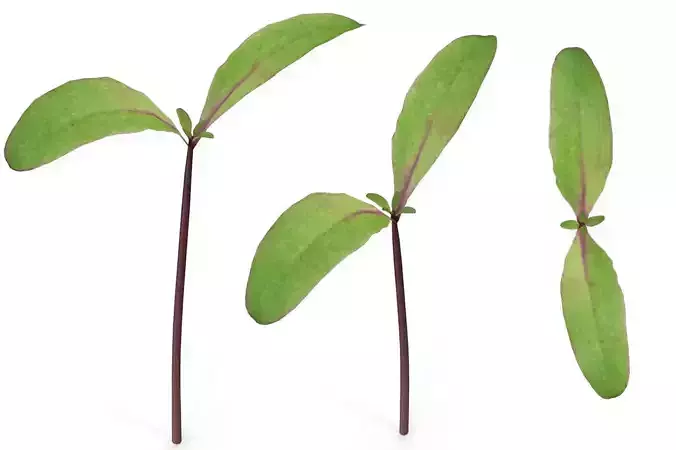 Beet bulls blood 3D model