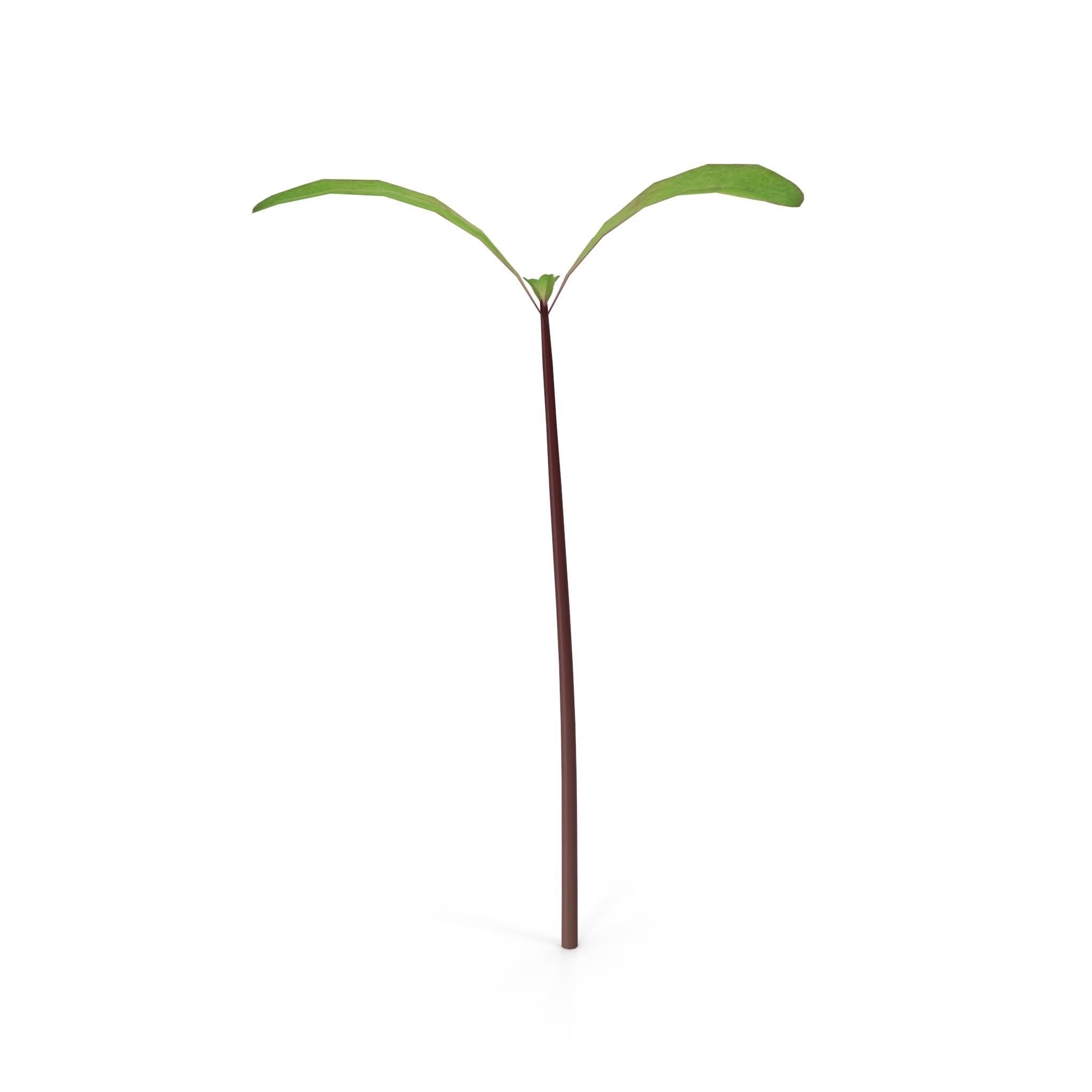 Beet bulls blood 3D model_6