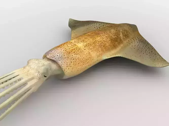 Cuttlefish Inkfish Squid Low-poly 3D model