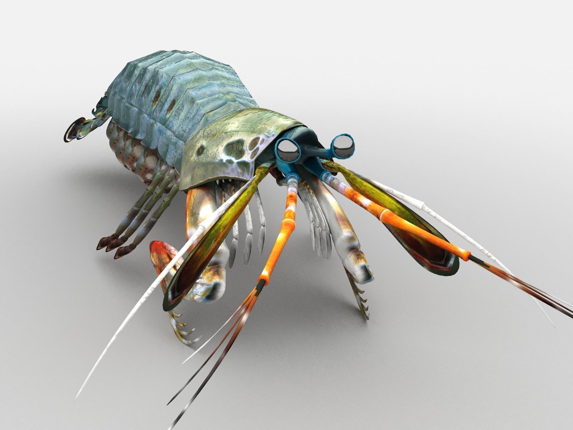 Mantis Shrimp Squill Low-poly 3D model_8