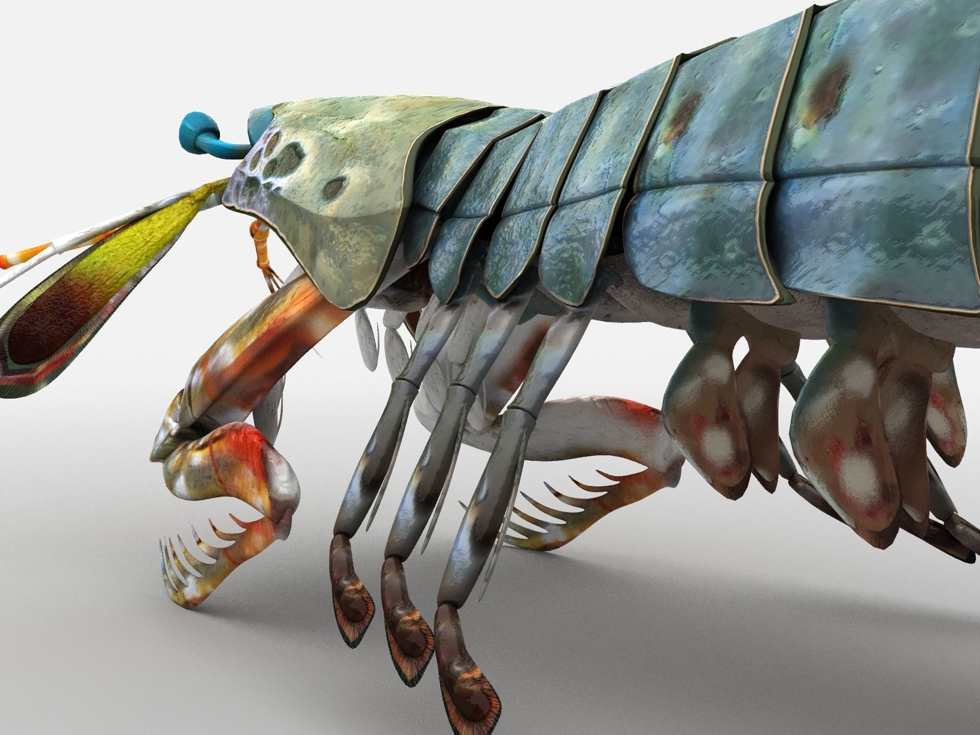 Mantis Shrimp Squill Low-poly 3D model_4
