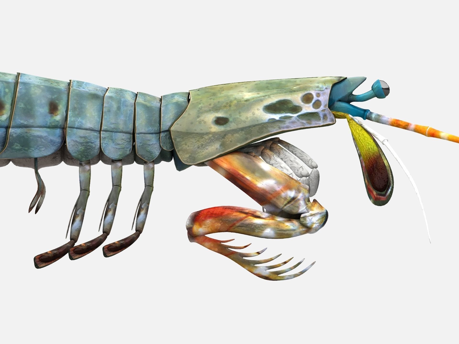 Mantis Shrimp Squill Low-poly 3D model_9
