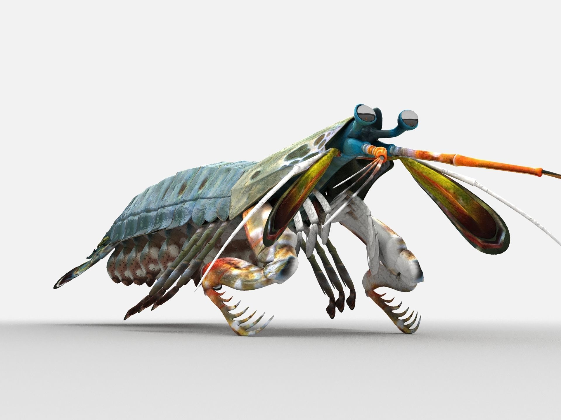 Mantis Shrimp Squill Low-poly 3D model_3