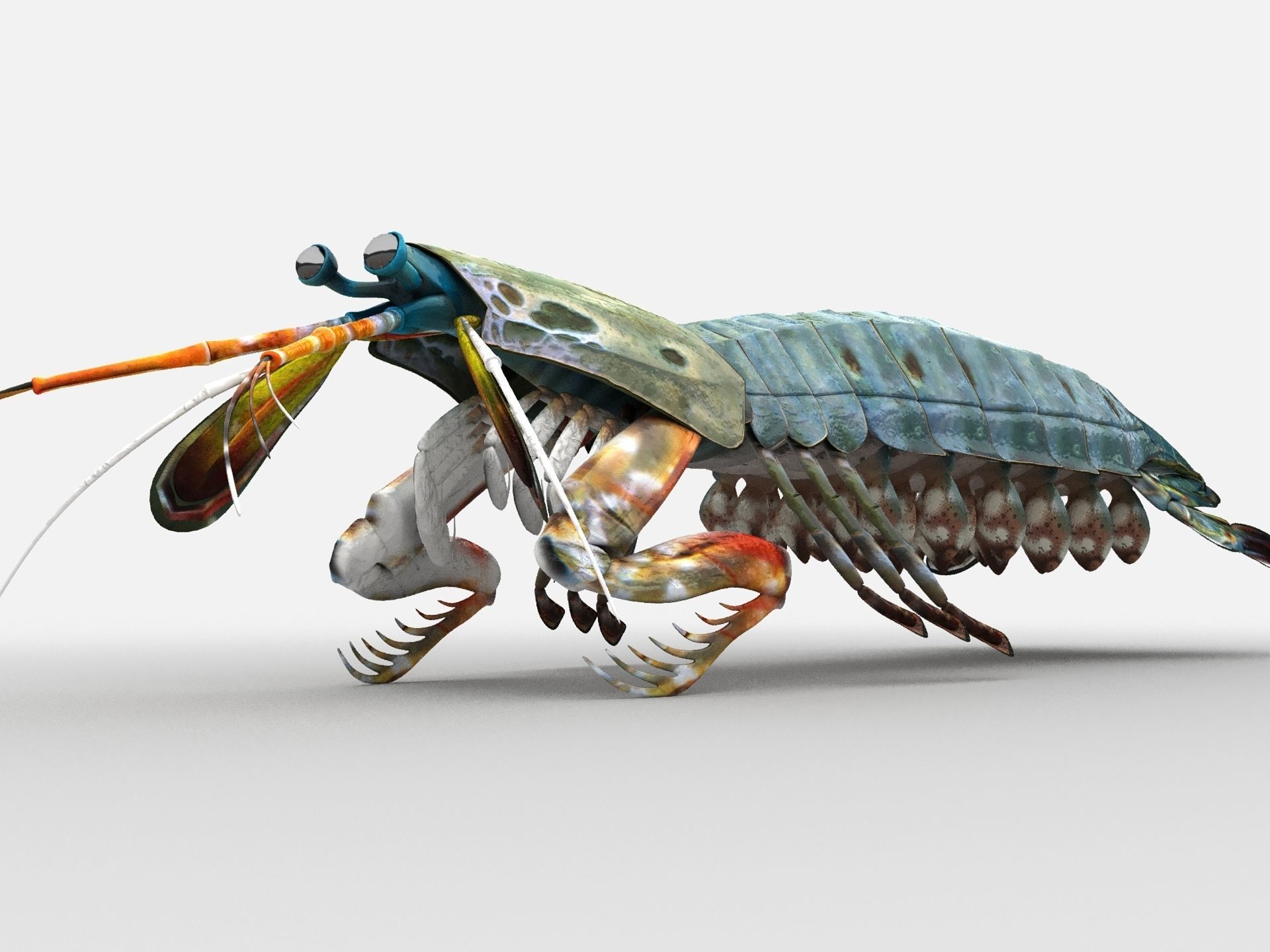Mantis Shrimp Squill Low-poly 3D model_5