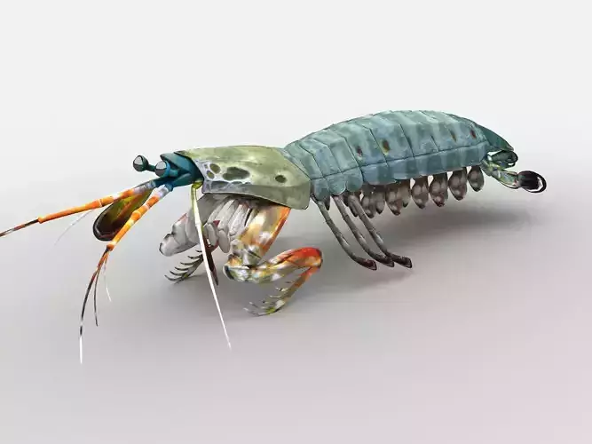 Mantis Shrimp Squill