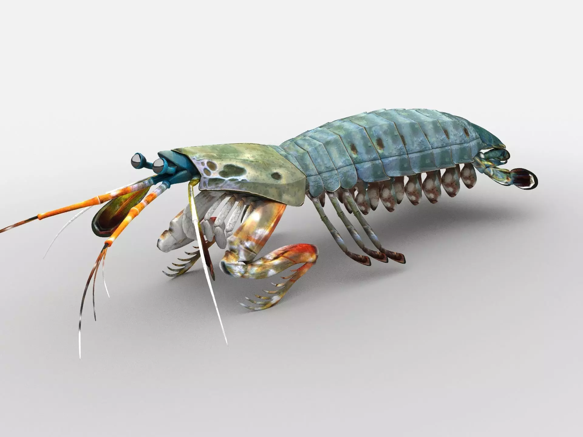 Mantis Shrimp Squill Low-poly 3D model_0