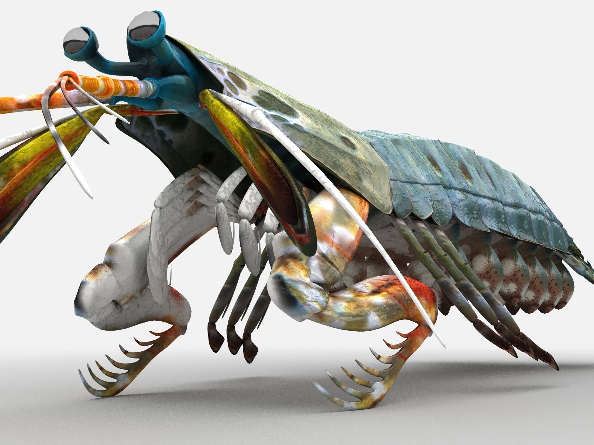 Mantis Shrimp Squill Low-poly 3D model_1