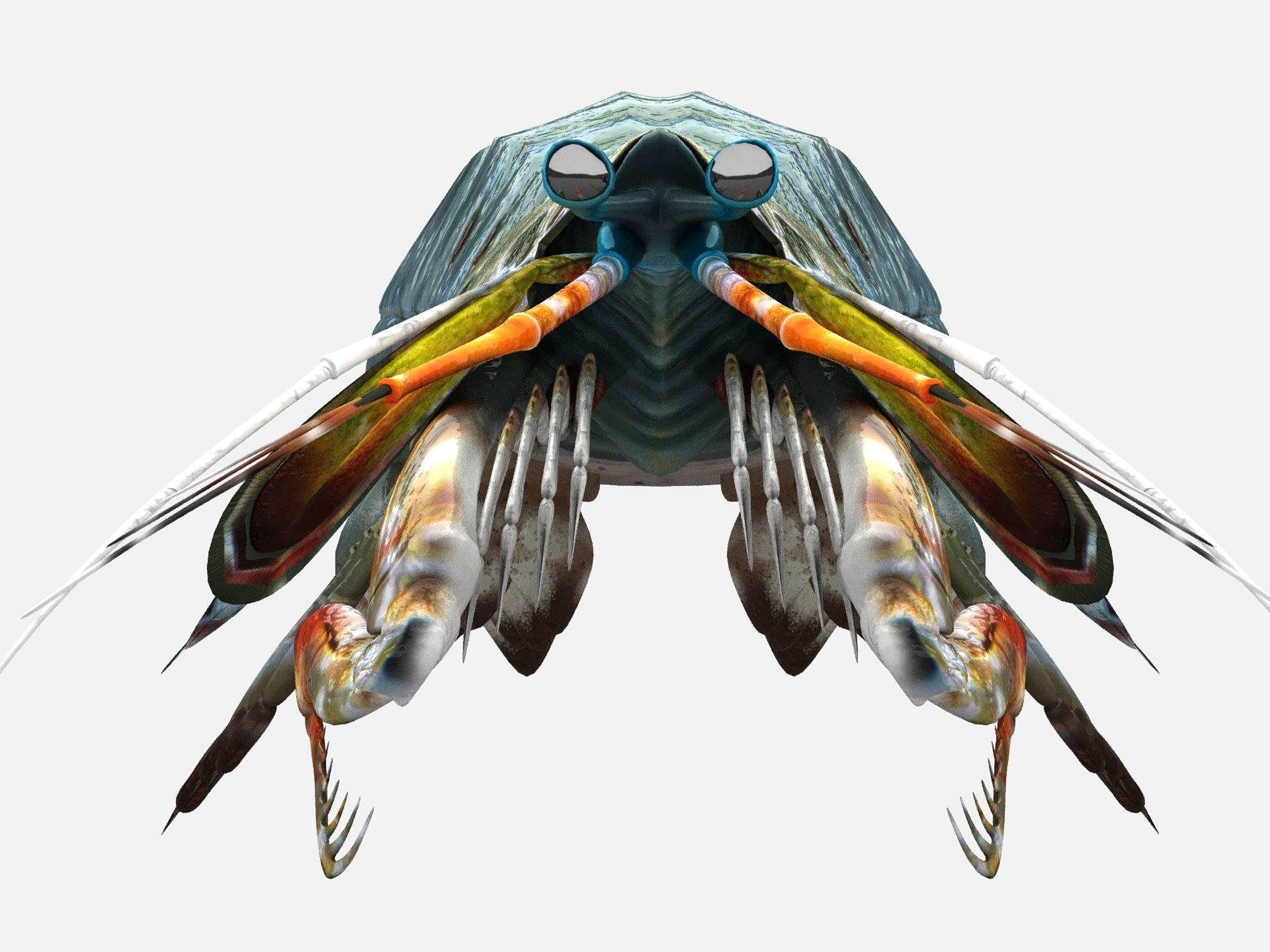 Mantis Shrimp Squill Low-poly 3D model_7