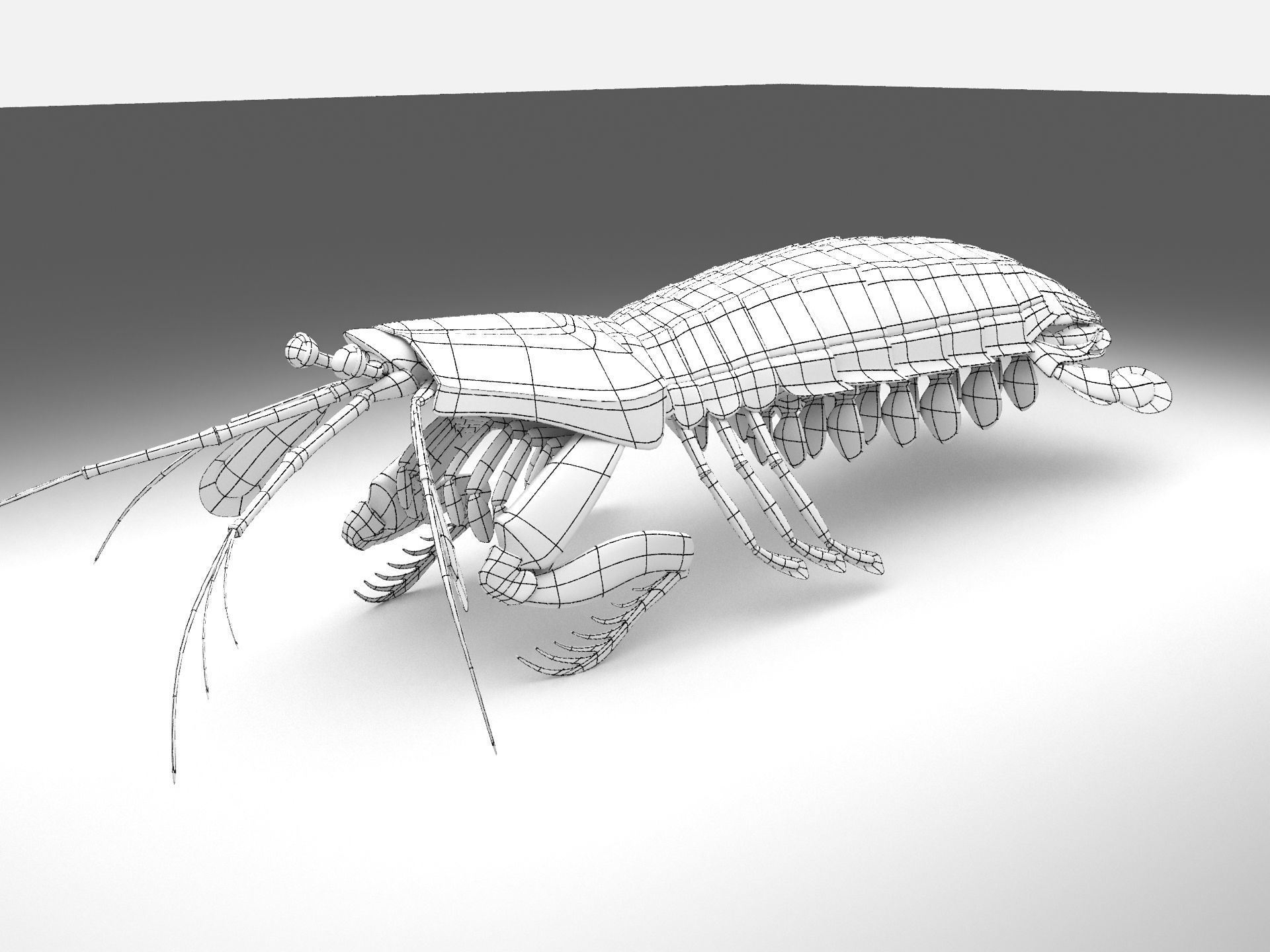 Mantis Shrimp Squill Low-poly 3D model_2