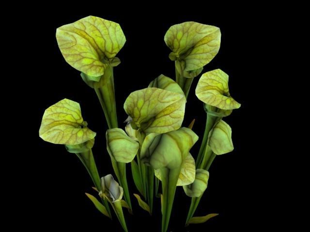 Flower Green Pitcher 3D model_4