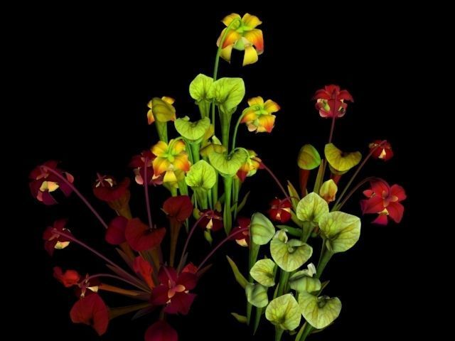 Flower Green Pitcher 3D model_5