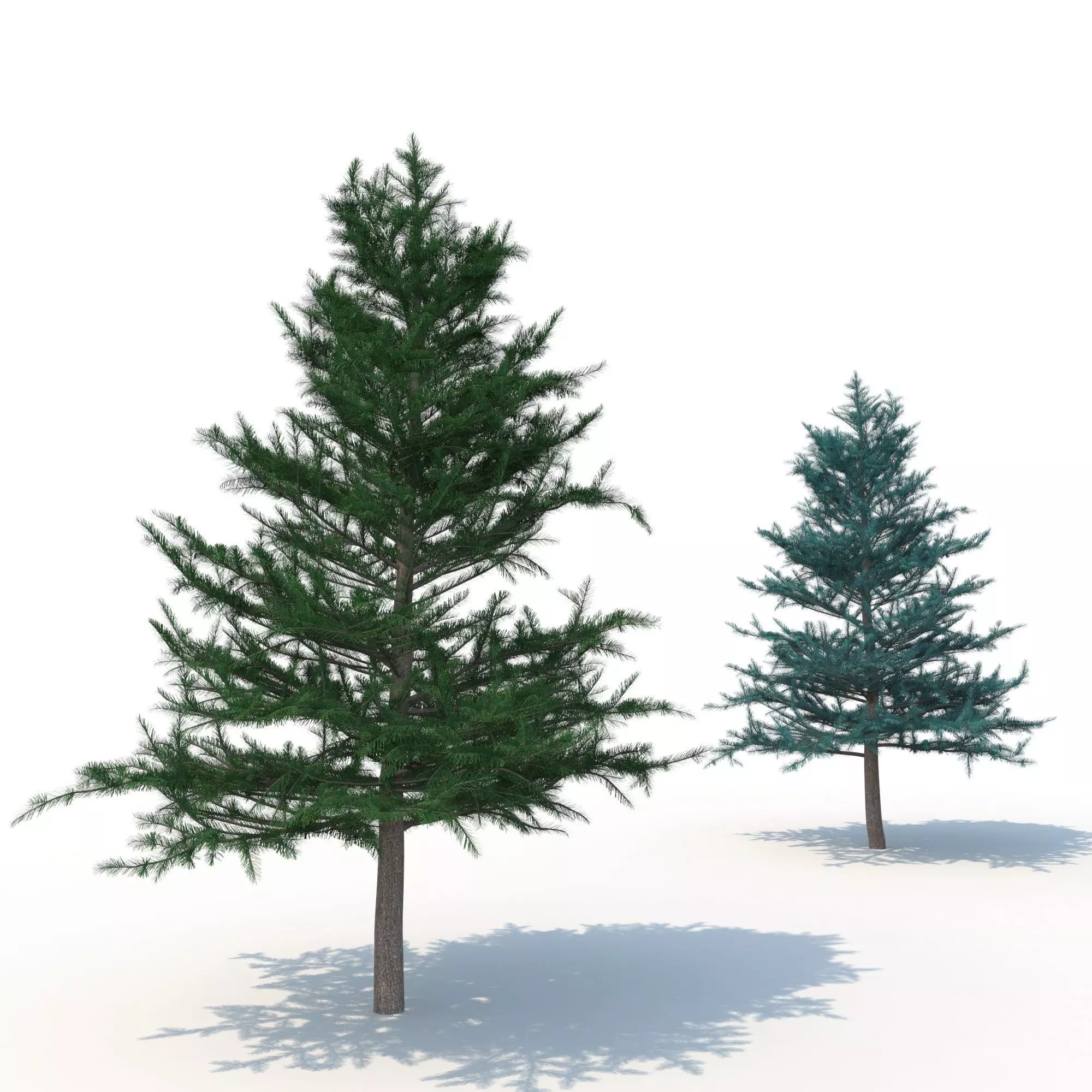 spruce tree 3D model