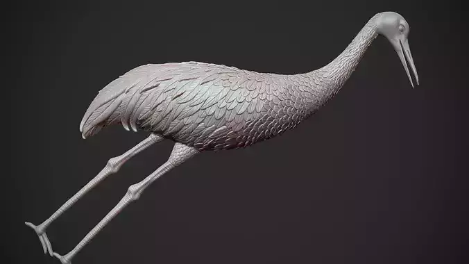 Sandhill Crane  3D print model