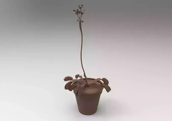 Scutigera coleoptrata 3D print model