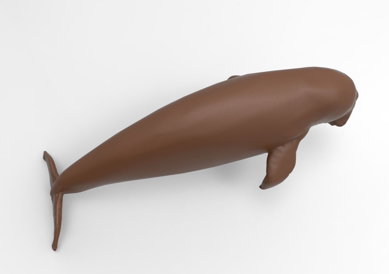 Fur seal 3D print model_3