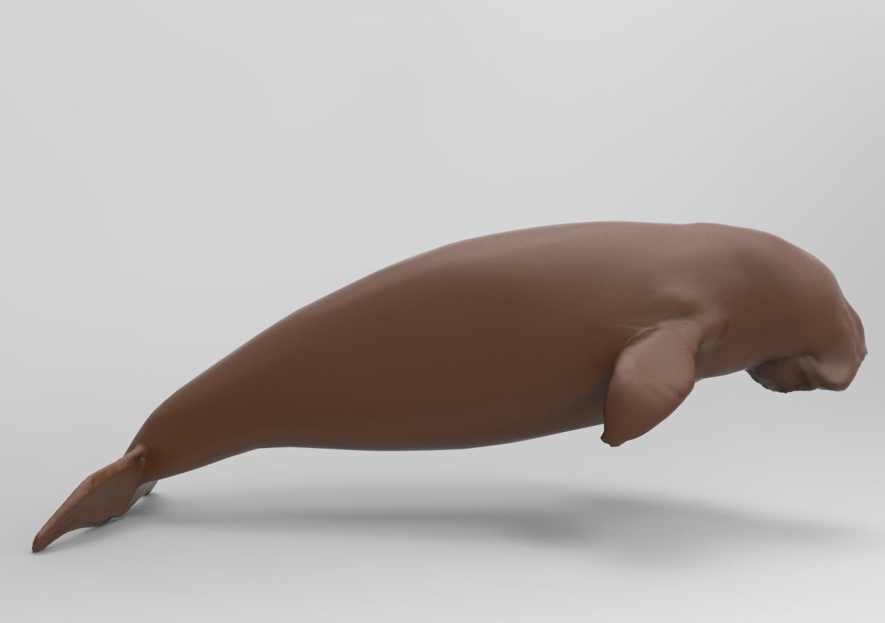 Fur seal 3D print model_2