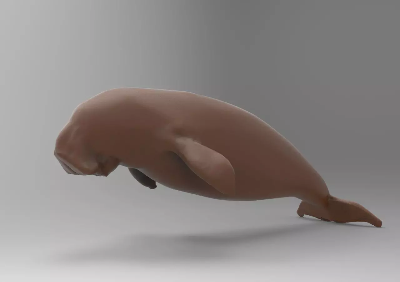 Fur seal 3D print model_0