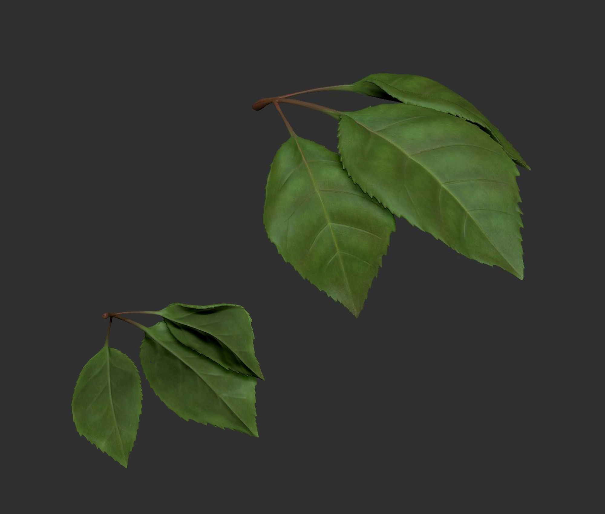 Rose LaerZ  Zbrush tool  Low-poly 3D model_17