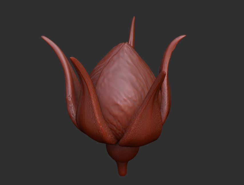 Rose LaerZ  Zbrush tool  Low-poly 3D model_21