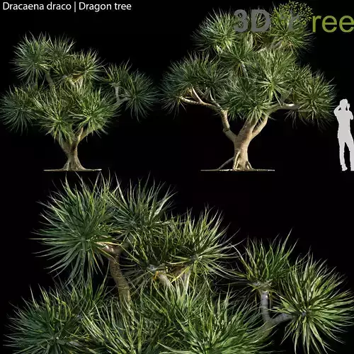 Dracaena draco - Dragon tree 02