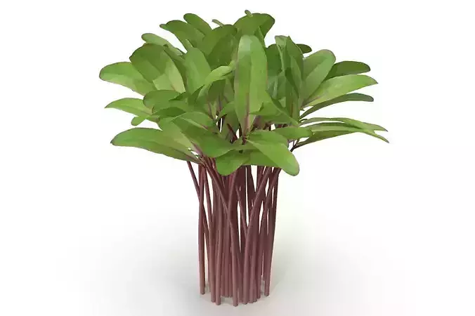 Beet bulls blood Bunch